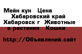 Мейн кун › Цена ­ 25 000 - Хабаровский край, Хабаровск г. Животные и растения » Кошки   